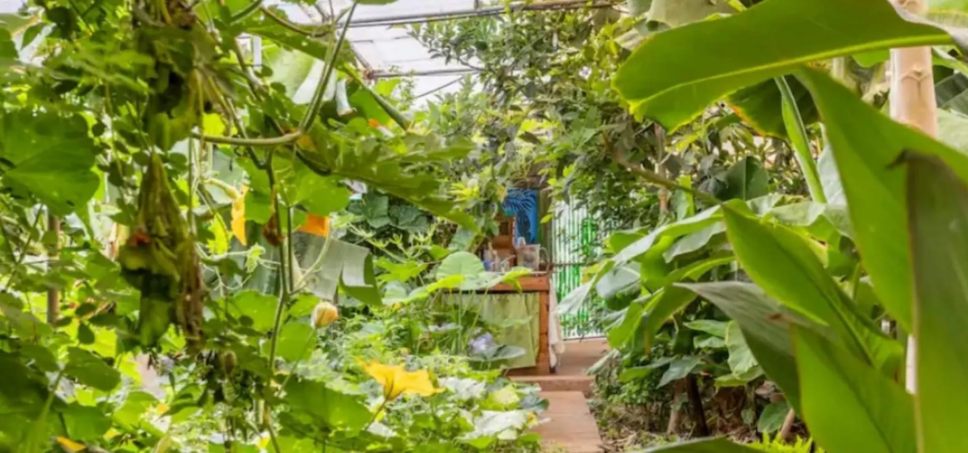 Twin Room In The Greenhouse Close To Mountains And Surf Paradise Tejina 0*,